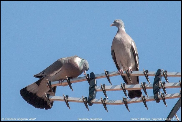 ELS OCELLS NO HI ENTENEN DE CONFINAMENT! &bsol;&bsol;&bsol; RELLA