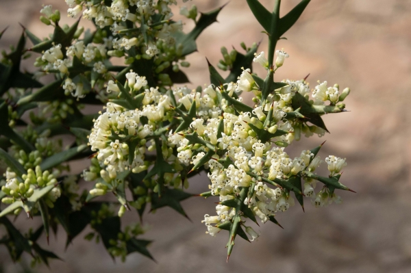 Sortida fotogràfica als Jardins de Mar i Murtra de Blanes &bsol;&bsol;&bsol; RELLA