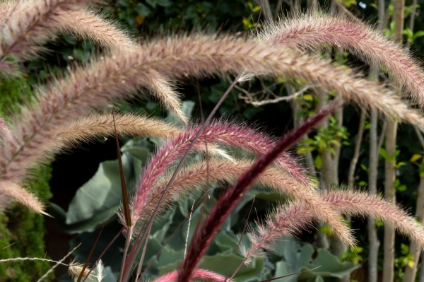 Sortida fotogràfica als Jardins de Mar i Murtra de Blanes &bsol;&bsol;&bsol; RELLA