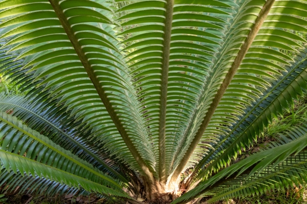 Sortida fotogràfica als Jardins de Mar i Murtra de Blanes &bsol;&bsol;&bsol; RELLA