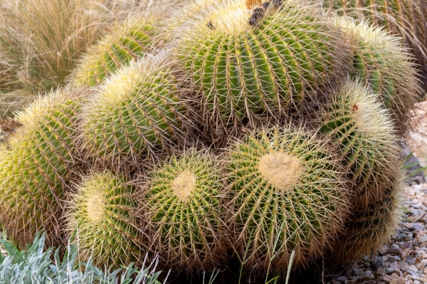 Sortida fotogràfica als Jardins de Mar i Murtra de Blanes &bsol;&bsol;&bsol; RELLA