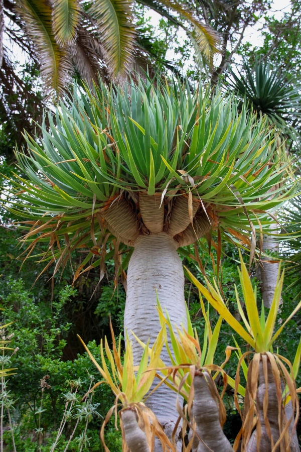Sortida fotogràfica als Jardins de Mar i Murtra de Blanes &bsol;&bsol;&bsol; RELLA