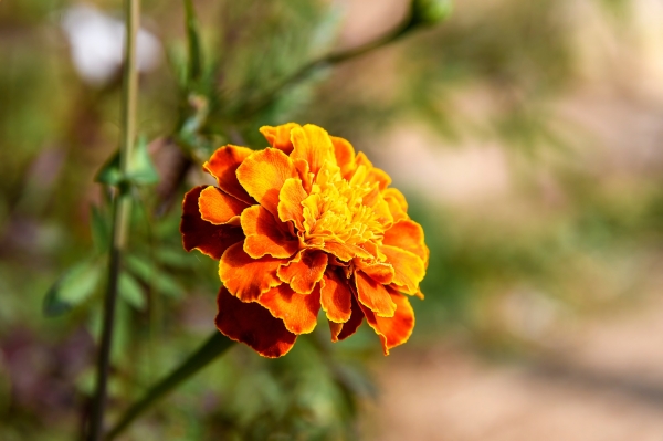 Sortida fotogràfica als Jardins de Mar i Murtra de Blanes &bsol;&bsol;&bsol; RELLA