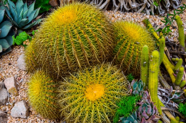 Sortida fotogràfica als Jardins de Mar i Murtra de Blanes &bsol;&bsol;&bsol; RELLA