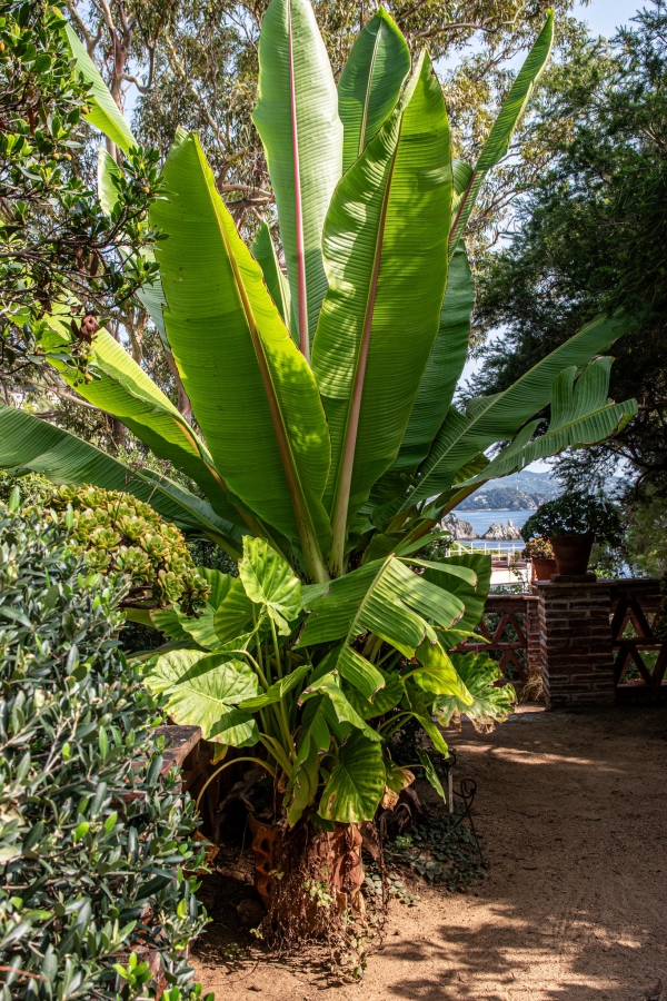 Sortida fotogràfica als Jardins de Mar i Murtra de Blanes &bsol;&bsol;&bsol; RELLA