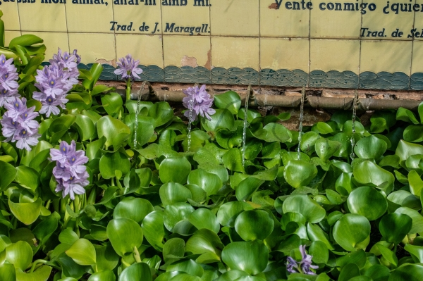 Sortida fotogràfica als Jardins de Mar i Murtra de Blanes &bsol;&bsol;&bsol; RELLA