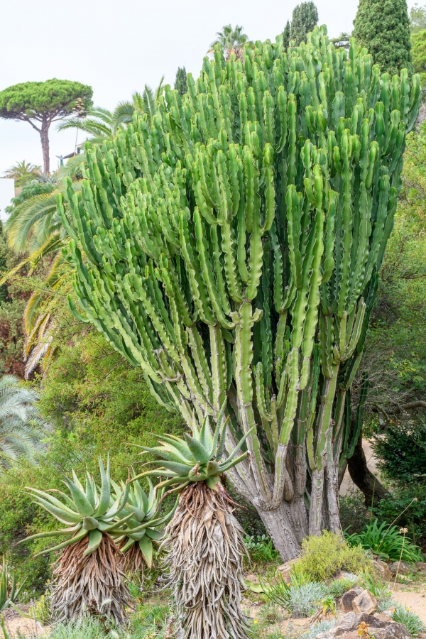 Sortida fotogràfica als Jardins de Mar i Murtra de Blanes &bsol;&bsol;&bsol; RELLA
