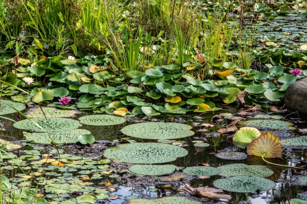 Sortida fotogràfica als Jardins de Mar i Murtra de Blanes &bsol;&bsol;&bsol; RELLA