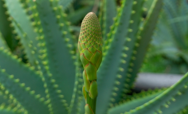 Sortida fotogràfica als Jardins de Mar i Murtra de Blanes &bsol;&bsol;&bsol; RELLA