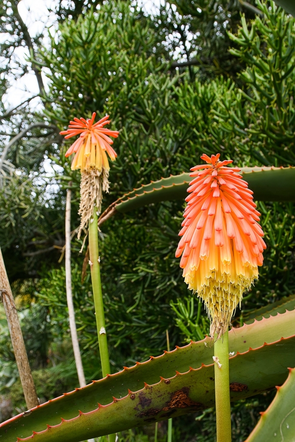 Sortida fotogràfica als Jardins de Mar i Murtra de Blanes &bsol;&bsol;&bsol; RELLA