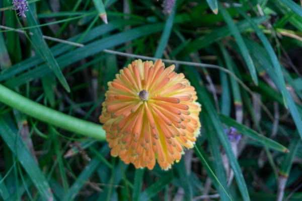 Sortida fotogràfica als Jardins de Mar i Murtra de Blanes &bsol;&bsol;&bsol; RELLA