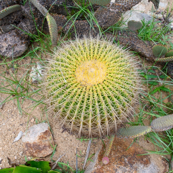 Sortida fotogràfica als Jardins de Mar i Murtra de Blanes &bsol;&bsol;&bsol; RELLA