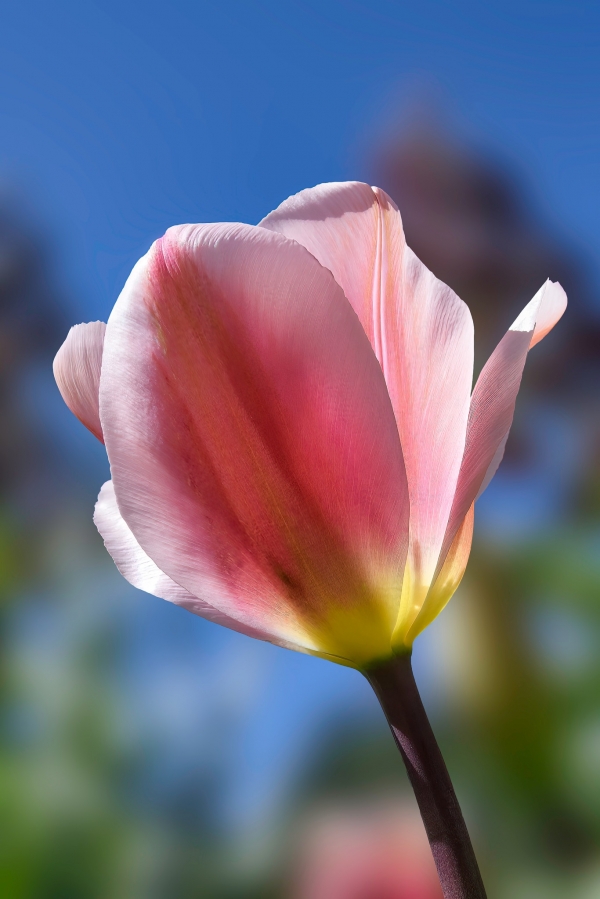 SORTIDA FOTOGRÀFICA A TULIPMANIA &bsol;&bsol;&bsol; RELLA