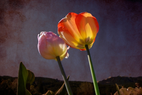 SORTIDA FOTOGRÀFICA A TULIPMANIA &bsol;&bsol;&bsol; RELLA
