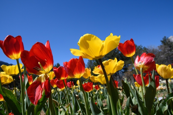 SORTIDA FOTOGRÀFICA A TULIPMANIA &bsol;&bsol;&bsol; RELLA