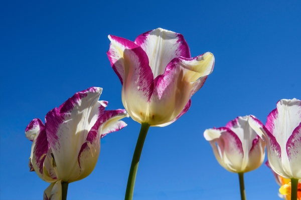 SORTIDA FOTOGRÀFICA A TULIPMANIA &bsol;&bsol;&bsol; RELLA