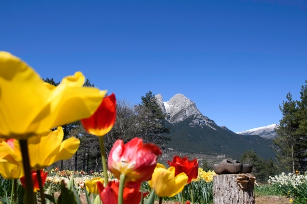 SORTIDA FOTOGRÀFICA A TULIPMANIA &bsol;&bsol;&bsol; RELLA