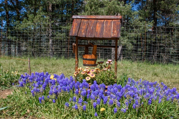 SORTIDA FOTOGRÀFICA A TULIPMANIA &bsol;&bsol;&bsol; RELLA