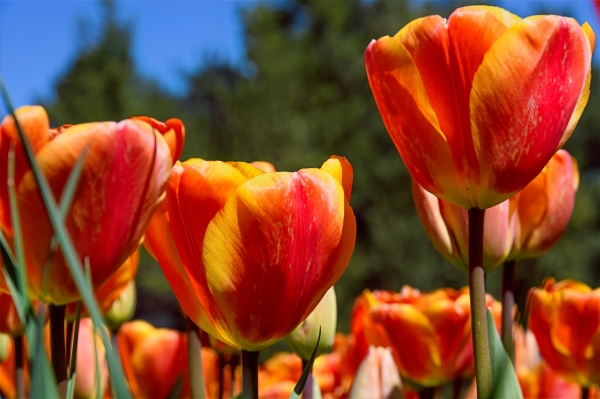 SORTIDA FOTOGRÀFICA A TULIPMANIA &bsol;&bsol;&bsol; RELLA