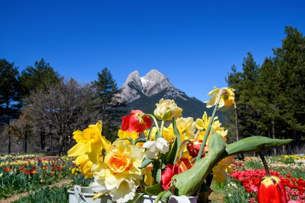 SORTIDA FOTOGRÀFICA A TULIPMANIA &bsol;&bsol;&bsol; RELLA