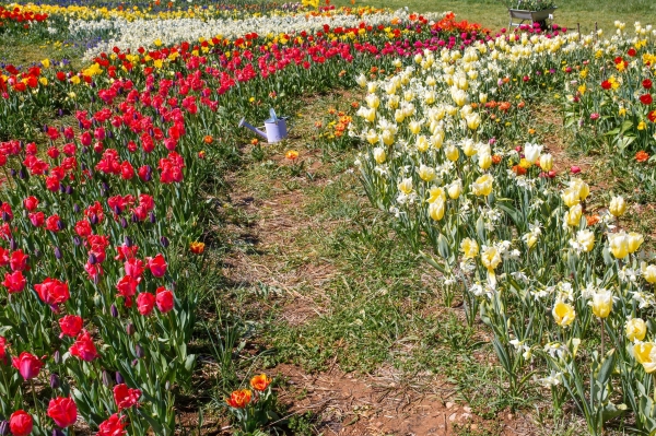SORTIDA FOTOGRÀFICA A TULIPMANIA &bsol;&bsol;&bsol; RELLA