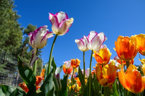 SORTIDA FOTOGRÀFICA A TULIPMANIA &bsol;&bsol;&bsol; RELLA
