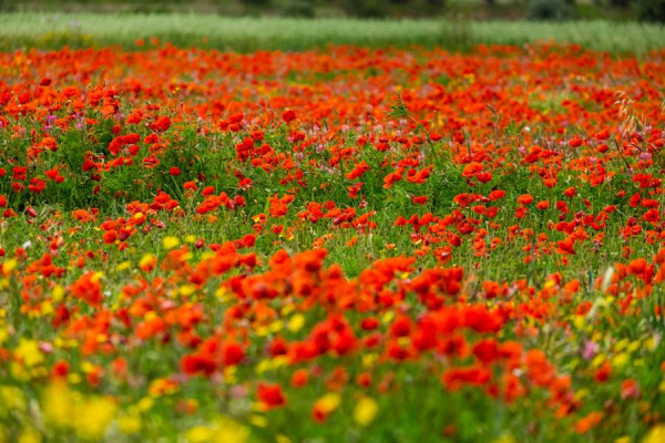 BONA PASQUA, BONA FESTA DE LA PRIMAVERA i BONA MONA &bsol;&bsol;&bsol; RELLA
