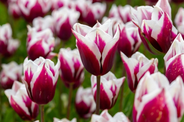 SORTIDA FOTOGRÀFICA A TULIPMANIA &bsol;&bsol;&bsol; RELLA
