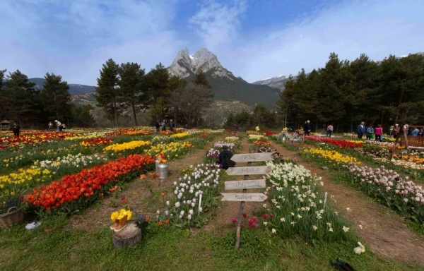 SORTIDA FOTOGRÀFICA A TULIPMANIA &bsol;&bsol;&bsol; RELLA