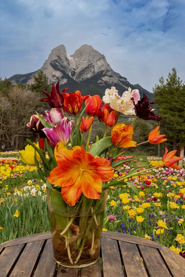 SORTIDA FOTOGRÀFICA A TULIPMANIA &bsol;&bsol;&bsol; RELLA