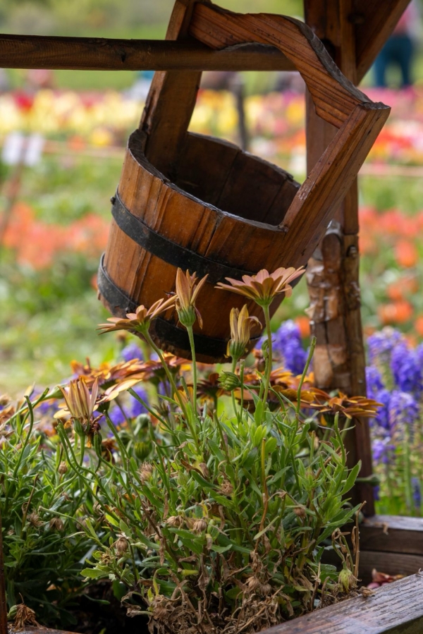 SORTIDA FOTOGRÀFICA A TULIPMANIA &bsol;&bsol;&bsol; RELLA