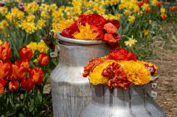 SORTIDA FOTOGRÀFICA A TULIPMANIA &bsol;&bsol;&bsol; RELLA