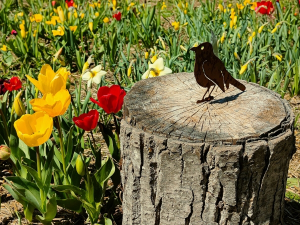 SORTIDA FOTOGRÀFICA A TULIPMANIA &bsol;&bsol;&bsol; RELLA