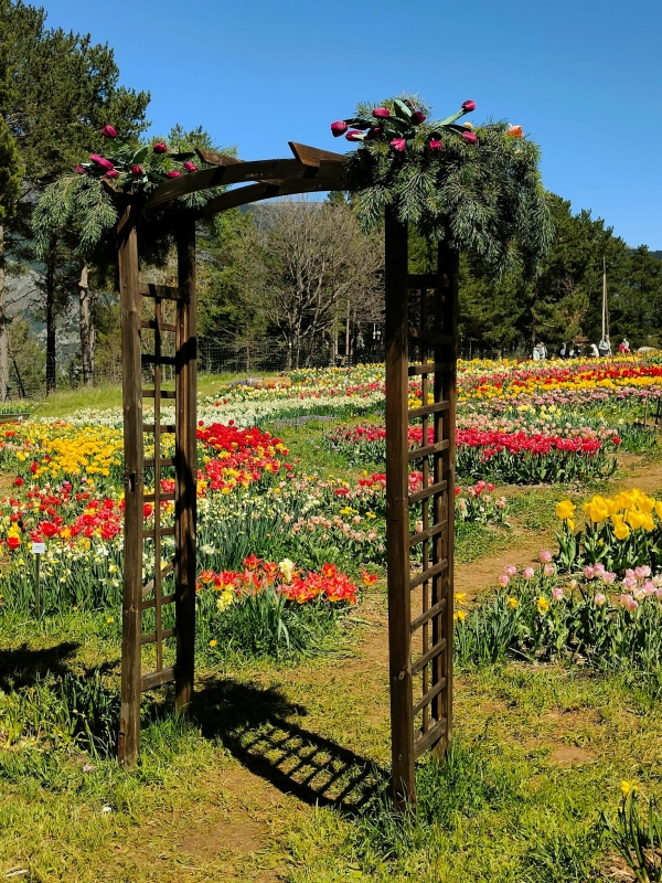 SORTIDA FOTOGRÀFICA A TULIPMANIA &bsol;&bsol;&bsol; RELLA
