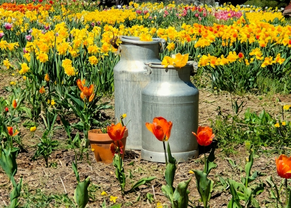 SORTIDA FOTOGRÀFICA A TULIPMANIA &bsol;&bsol;&bsol; RELLA