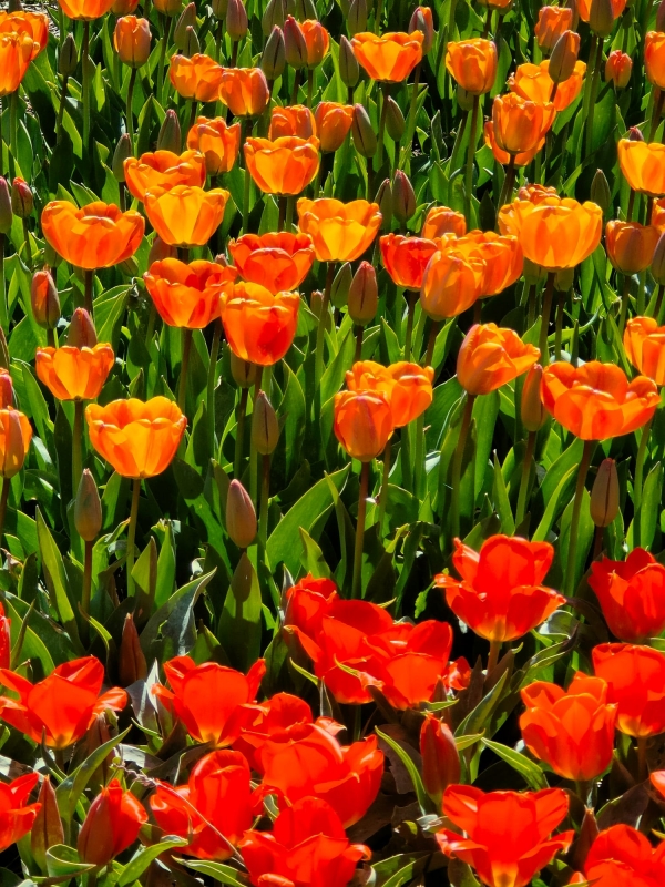 SORTIDA FOTOGRÀFICA A TULIPMANIA &bsol;&bsol;&bsol; RELLA