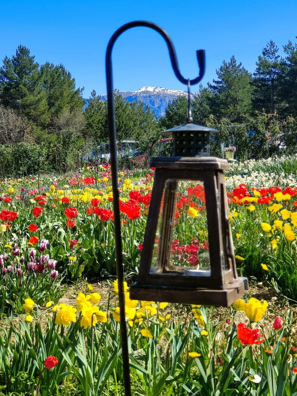 SORTIDA FOTOGRÀFICA A TULIPMANIA &bsol;&bsol;&bsol; RELLA