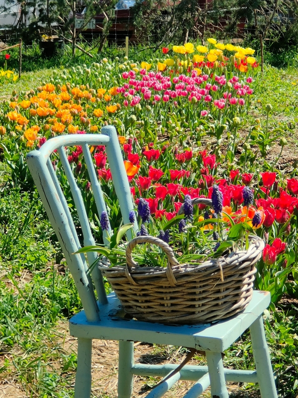 SORTIDA FOTOGRÀFICA A TULIPMANIA &bsol;&bsol;&bsol; RELLA