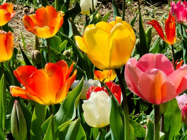 SORTIDA FOTOGRÀFICA A TULIPMANIA &bsol;&bsol;&bsol; RELLA