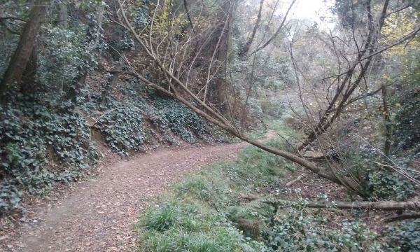 Passejant per Collserola: De Valldaura a Cerdanyola passant per la Vall d'en Feixes,  14 de desembre &bsol;&bsol;&bsol; RELLA