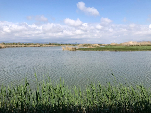 IMATGES ITINERARI PEL DELTA DEL LLOBREGAT &bsol;&bsol;&bsol; RELLA