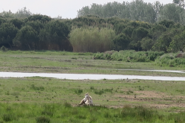 Delta del Llobregat. La passejada &bsol;&bsol;&bsol; RELLA