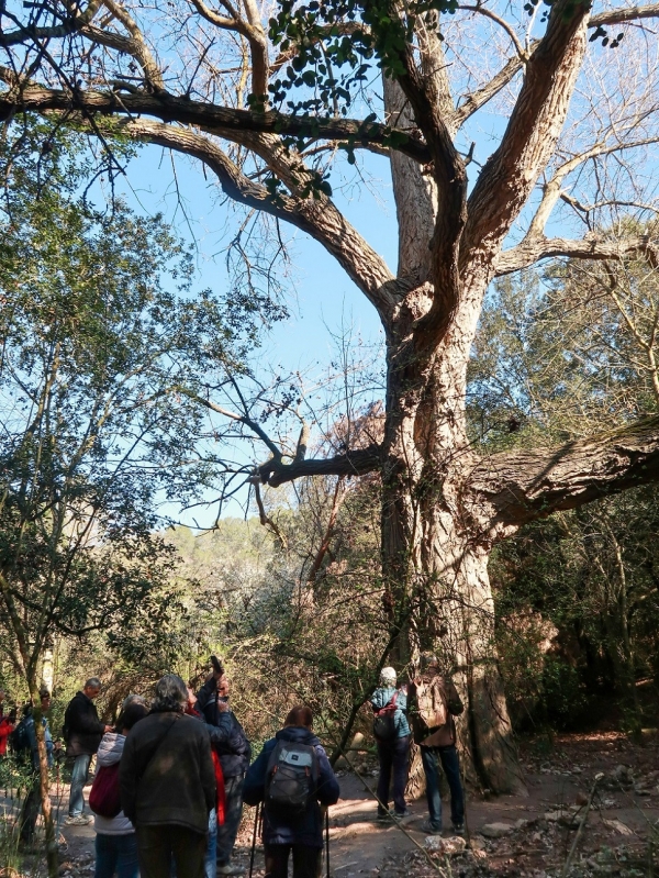 COMENTARI PASSEJADA LA FLORESTA - MOLINS DE REI &bsol;&bsol;&bsol; RELLA